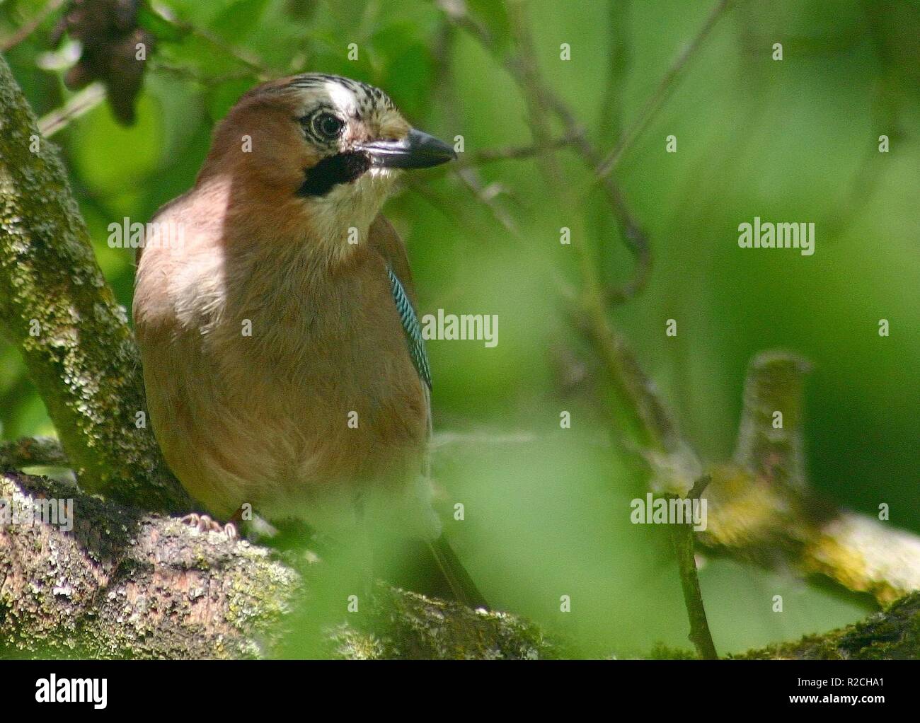 Ich look ahead Stockfoto