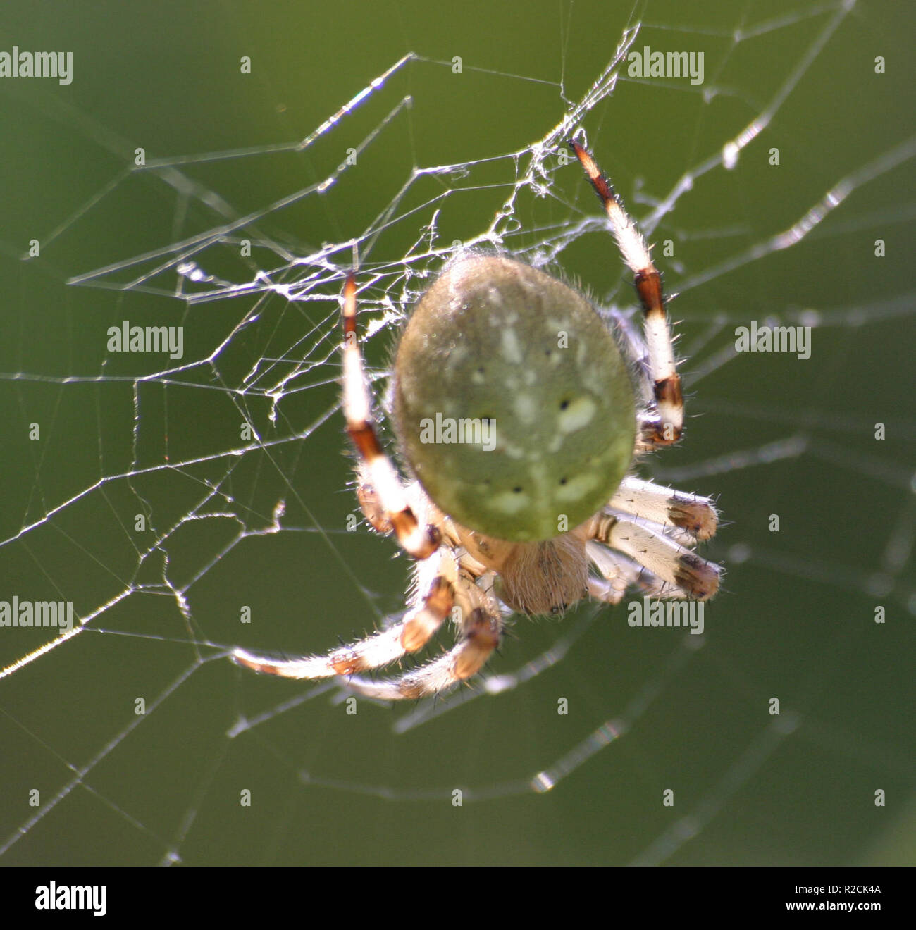 Vierfleck-Spinne Stockfoto