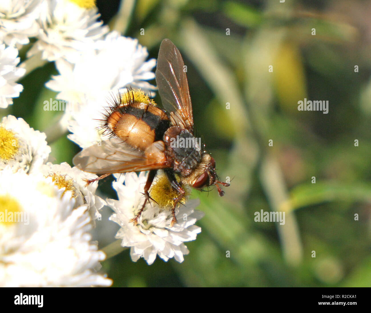 Rot-gepunktete raupenfliege Stockfoto