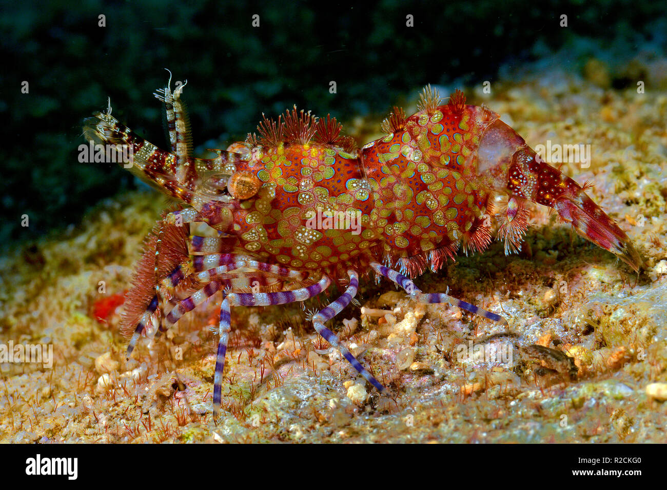 Marmor Garnelen (Saron Marmoratus), Estland Island, West New Britain, Papua Neu Guinea, Pazifischer Ozean Stockfoto