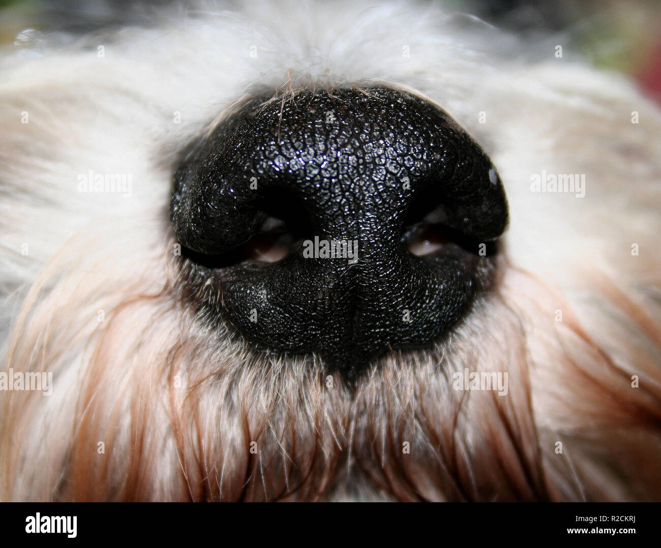 Haben immer eine gute Nase Stockfoto