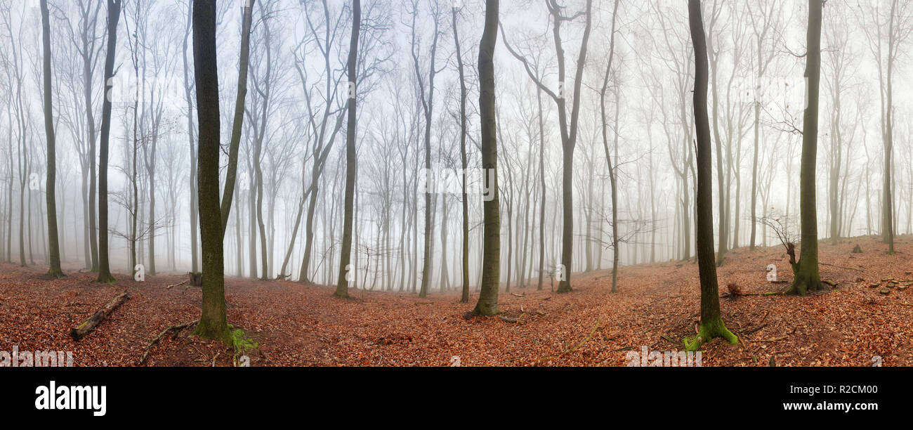 Wald-panorama Stockfoto