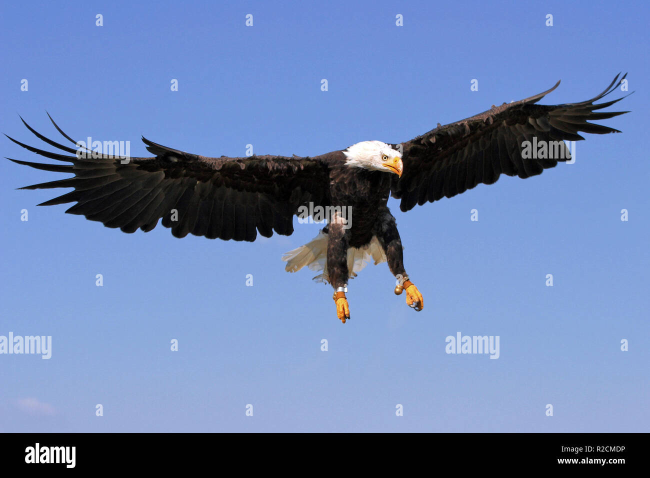 Die Flügel der Adler Stockfoto