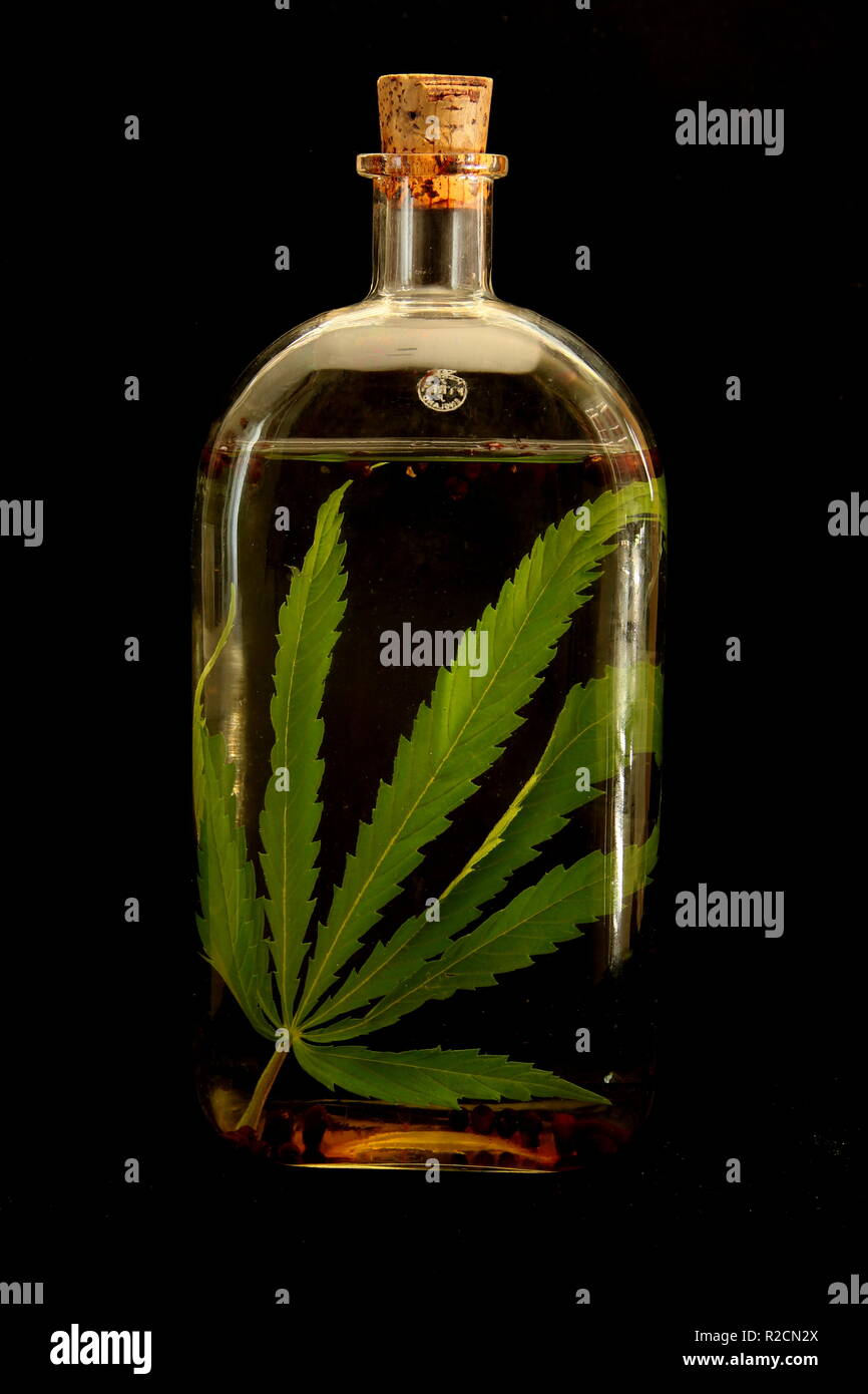 Infundiert Gin mit Marihuana Blatt Stockfoto