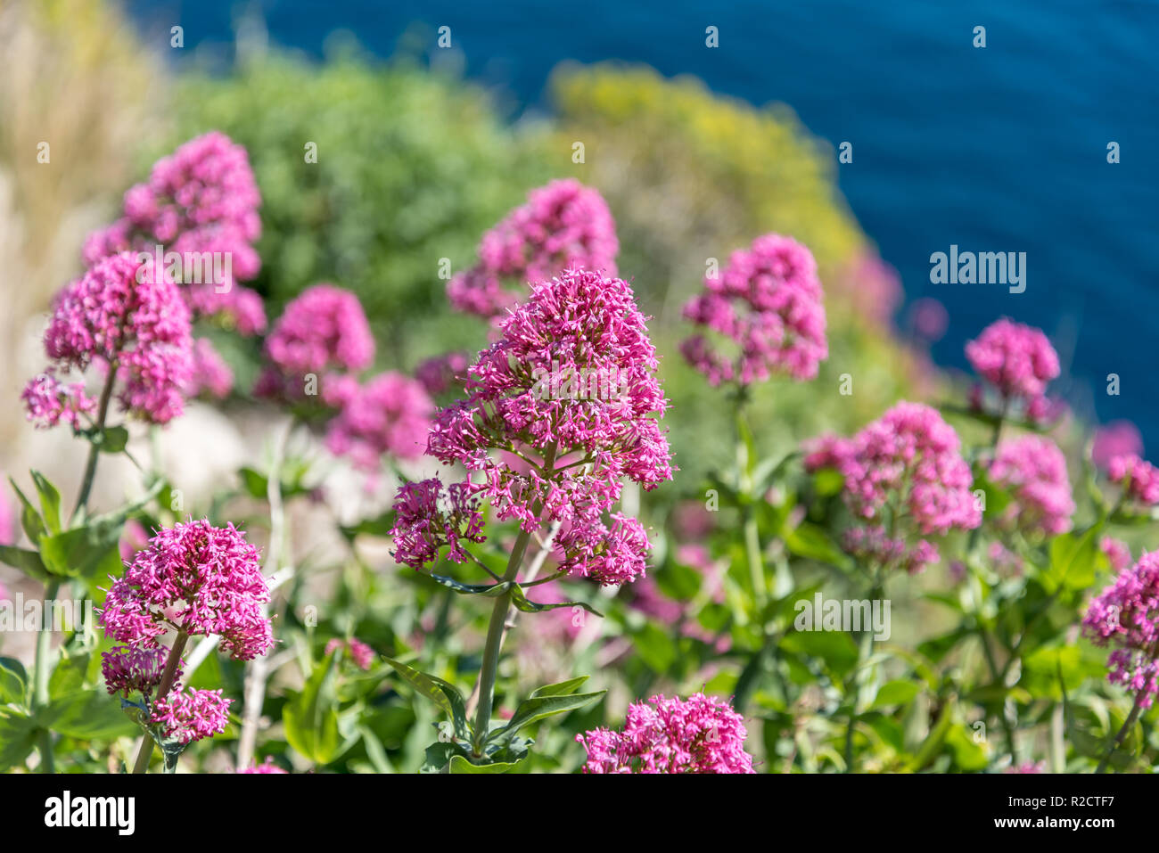 Blumen in der Riserva dello Zingaro im westlichen Sizilien, Italien Stockfoto