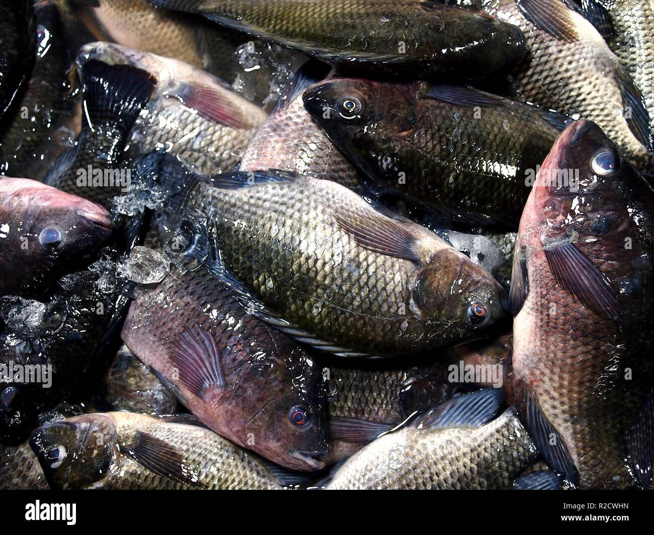 Foto von frischem Tilapia in Containern auf einem nassen Markt Stockfoto