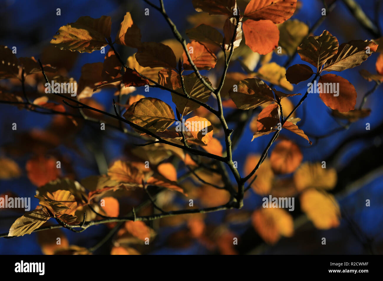 Sammlung der Blätter im Herbst County Kerry, Irland Stockfoto