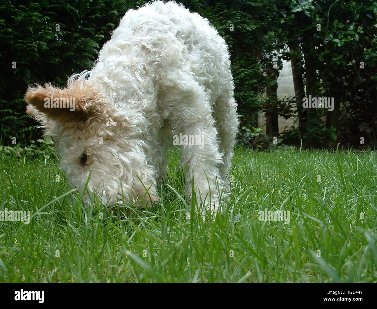 Woolly Sheep dog Stockfoto