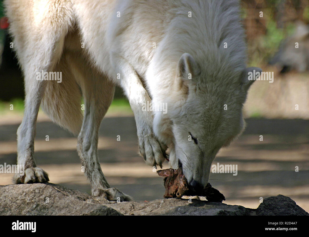 RaubtierfÃ¼tterung Stockfoto