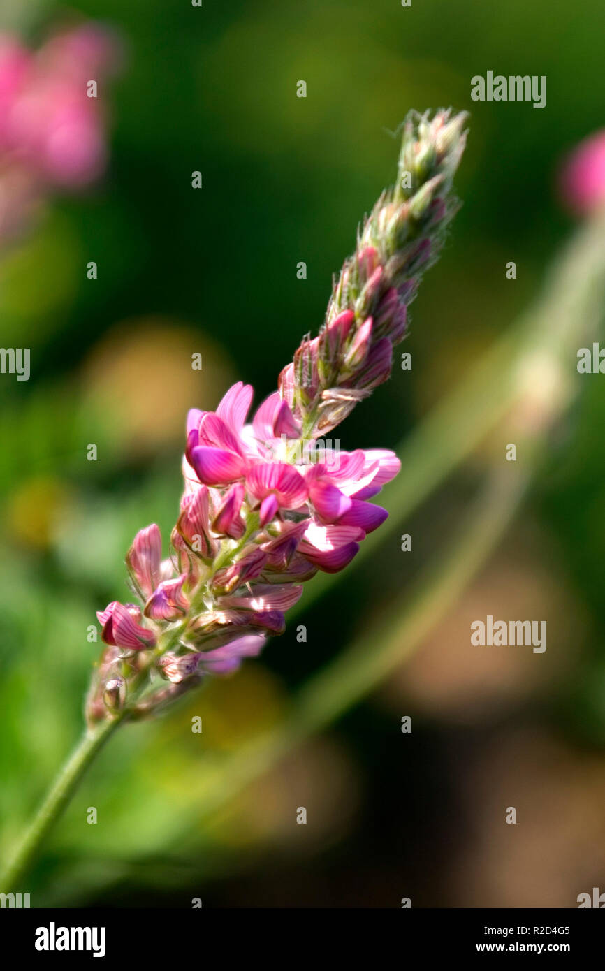 Lupine Stockfoto