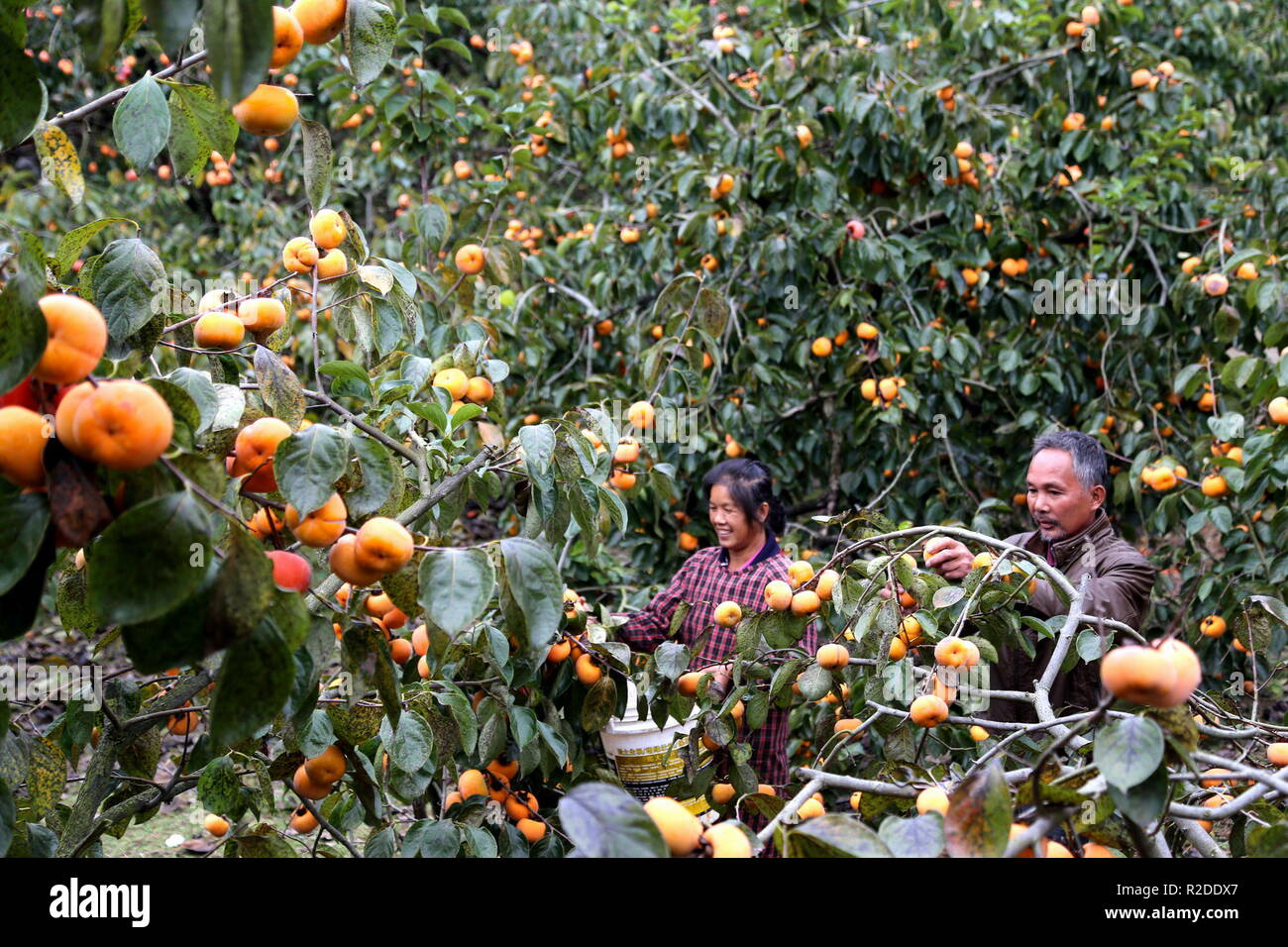 (181119) - guilin, November 19, 2018 (Xinhua) - dorfbewohner Peng Meiying und ihr Ehemann Zhu Guiming pick persimmon Früchte auf Zhujiatun Dorf Pingle County, South China Guangxi Zhuang autonomen Region, Nov. 17, 2018. Die Ernte von 40.000 kg persimmon Früchte wird erwartet, dass die Einkommen von über 30.000 Yuan (4,321 US-Dollar zu erstellen) in diesem Jahr Pengs Familie. (Xinhua / Wang Zichuang) (Ry) Stockfoto