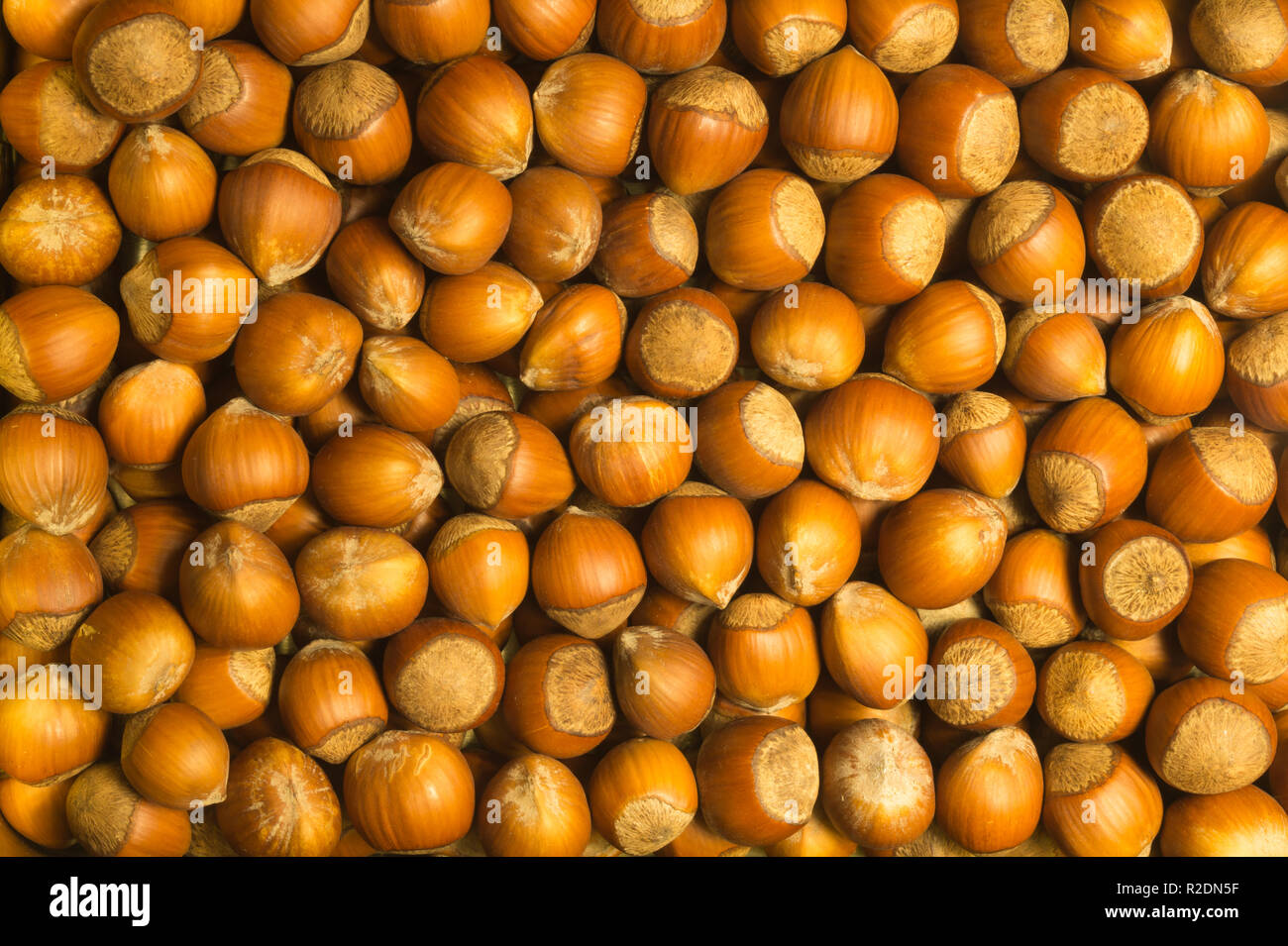 Haselnüsse Textur Hintergrund. filbert. Muttern Makro Stockfoto