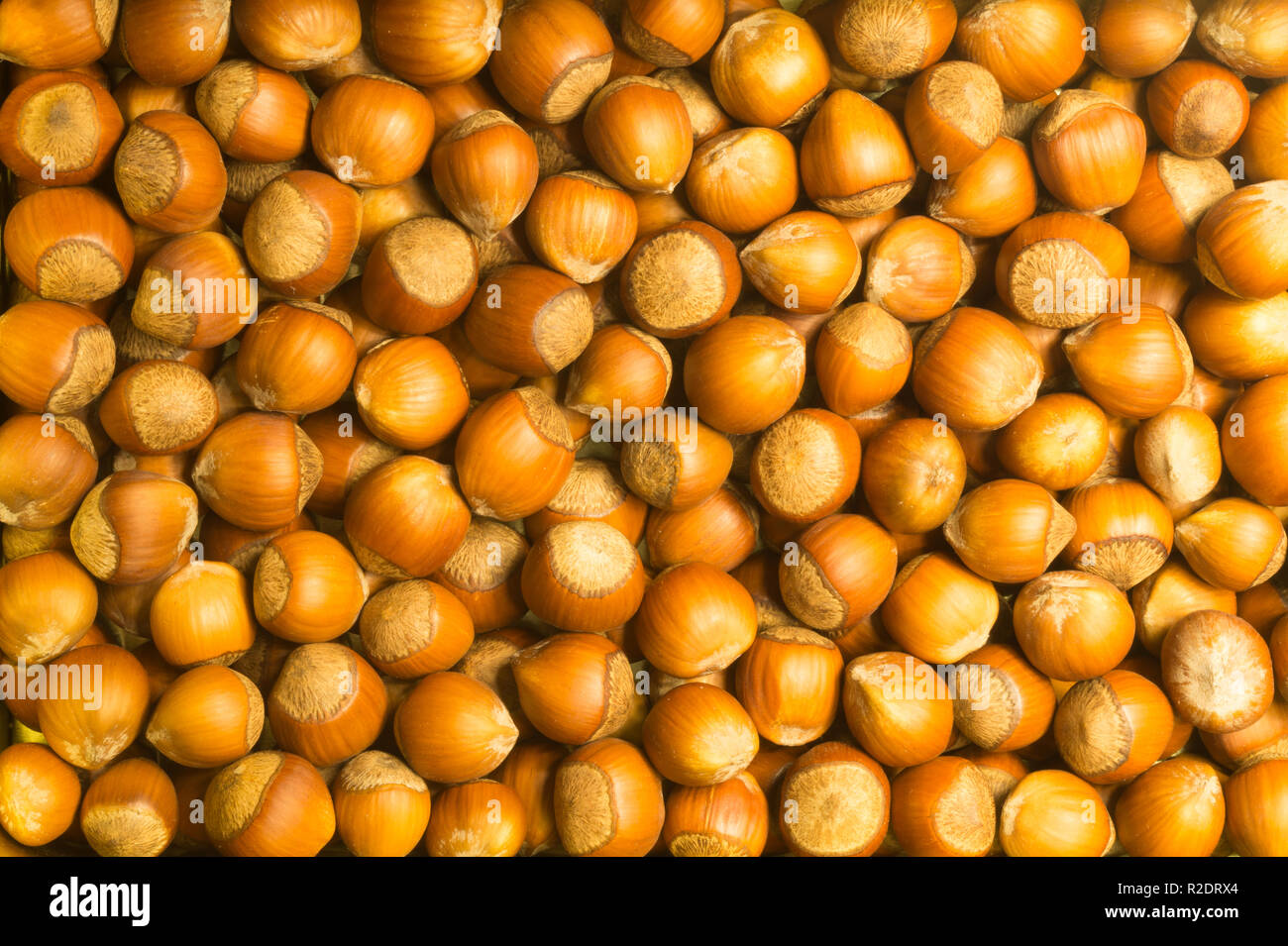 Haselnüsse Textur Hintergrund. filbert. Muttern Makro Stockfoto