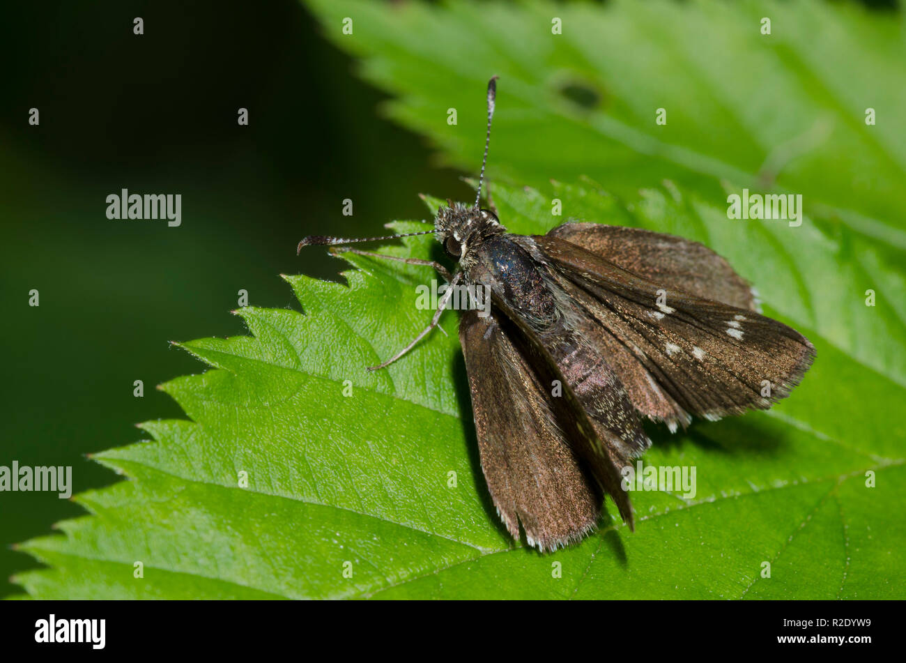 Pfeffer und Salz Skipper, Amblyscirtes hegon Stockfoto