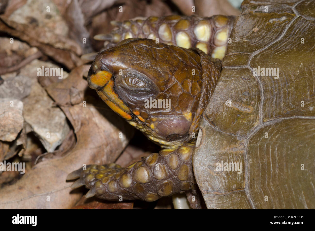 Drei-toed Box Turtle, Terrapene Carolina, mit beschädigten Auge Stockfoto