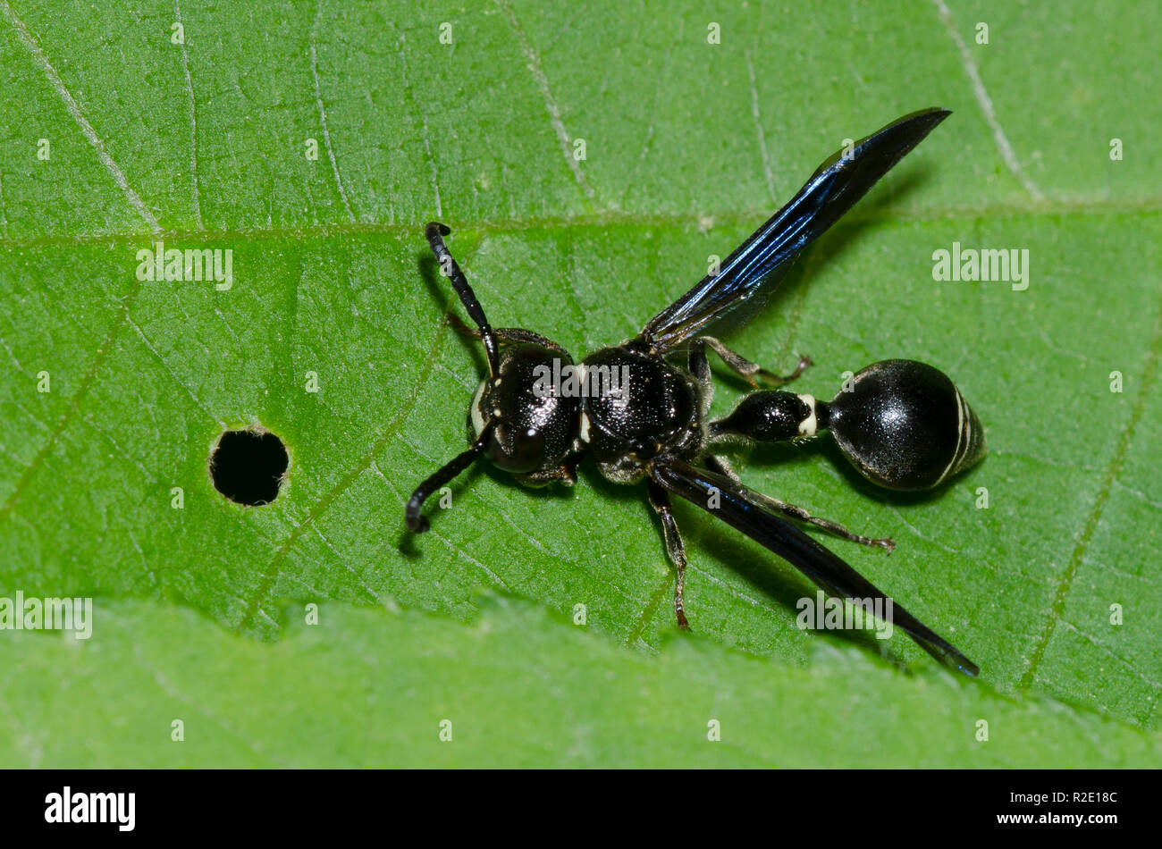 Potter Wasp, Zethus spinipes Stockfoto