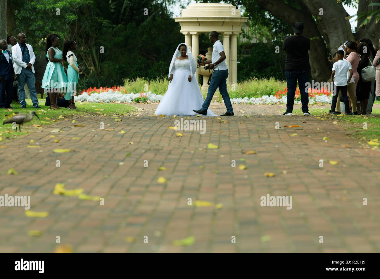 Durban, KwaZulu-Natal, Südafrika, Hochzeit Fotograf Übergabe blumenstrauß Braut bei der Hochzeit Fotografie schießen, großen Tag, Botanischer Garten Stockfoto