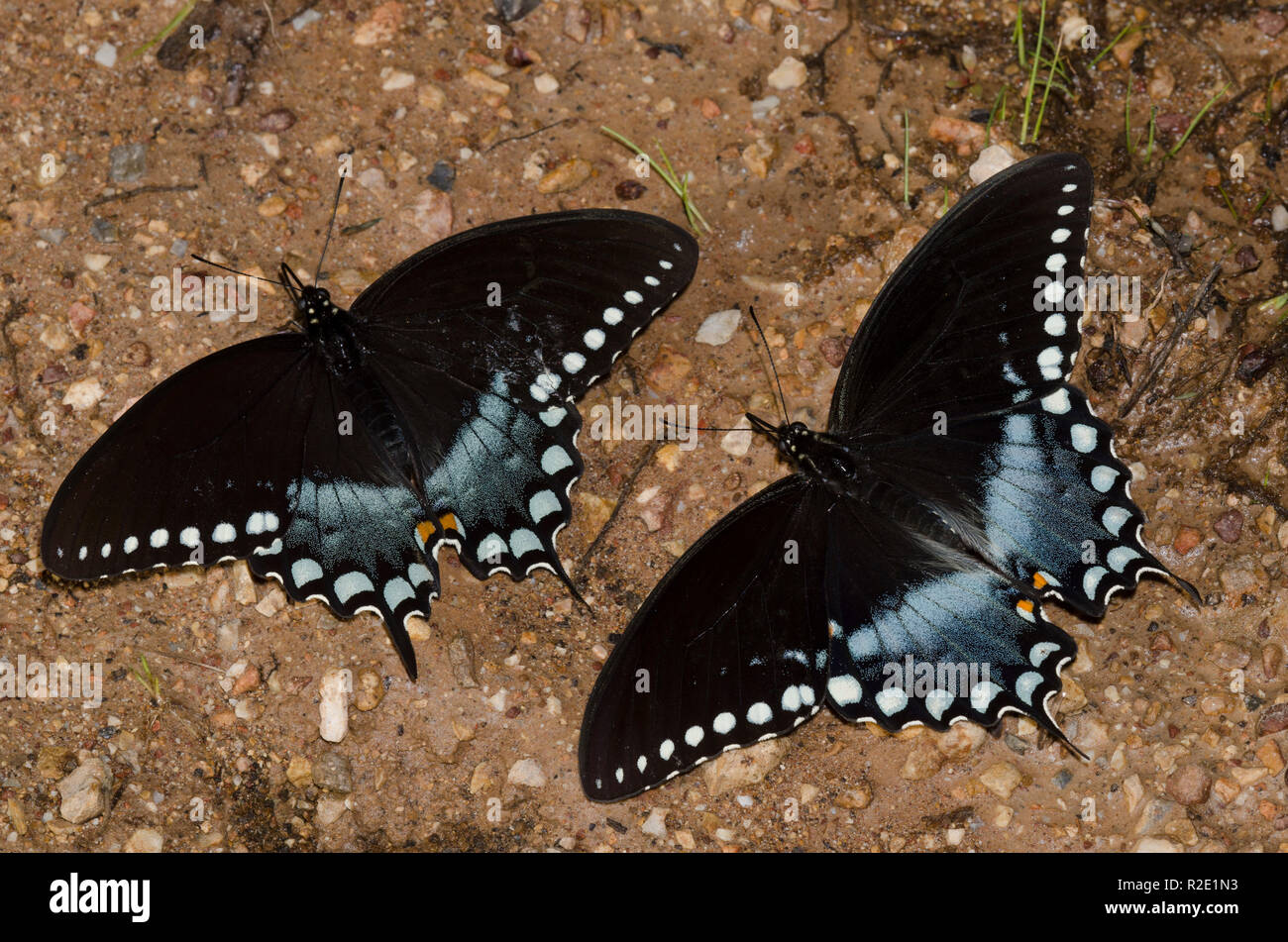 Spicebush Swallowtails, Pterourus troilus, Männchen Schlammpfützen Stockfoto