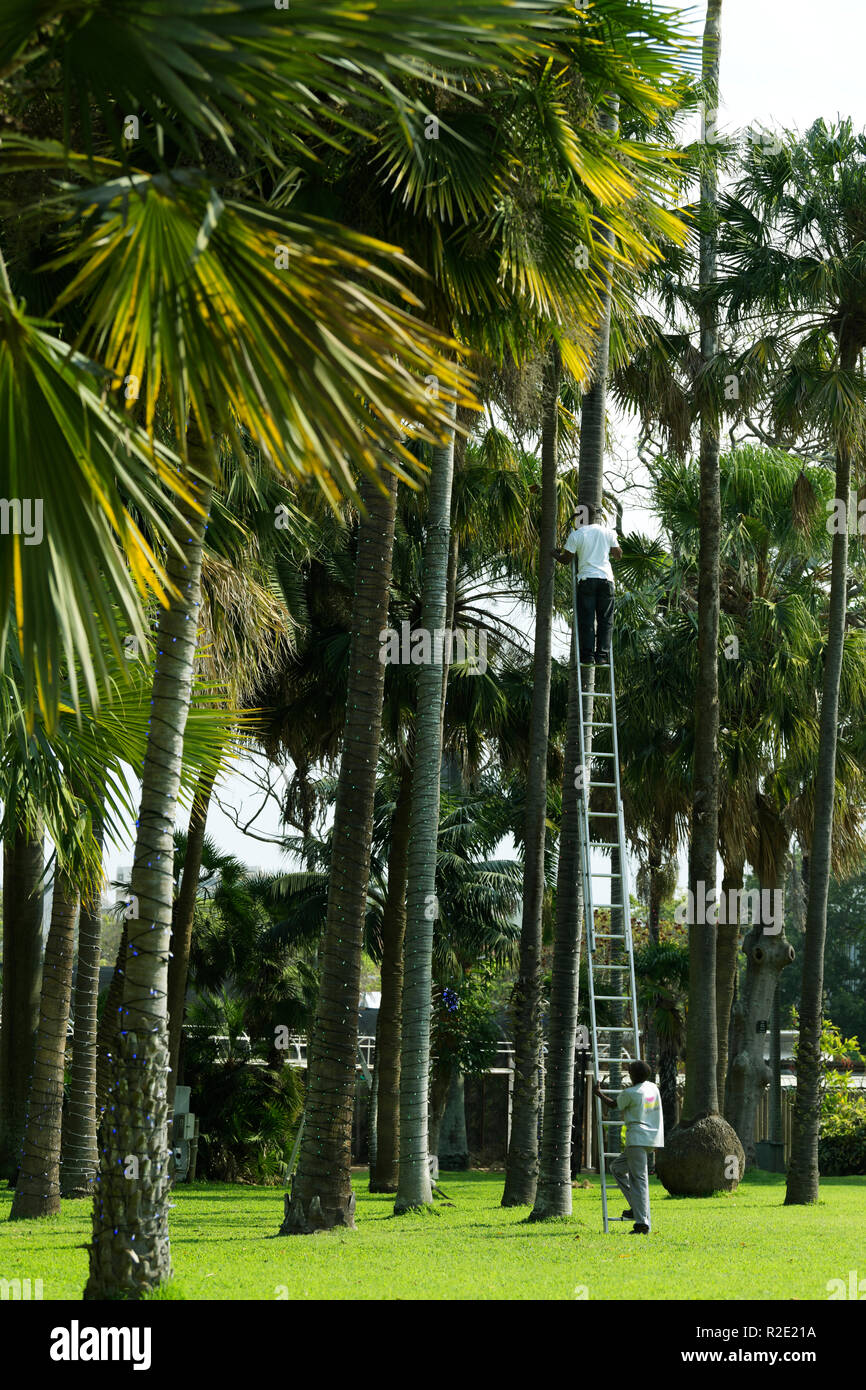 Durban, KwaZulu-Natal, Südafrika, erwachsene Arbeiter, hohen Leiter installation Lichterketten auf Palmen, Mann, Leiter, Botanischer Garten Stockfoto