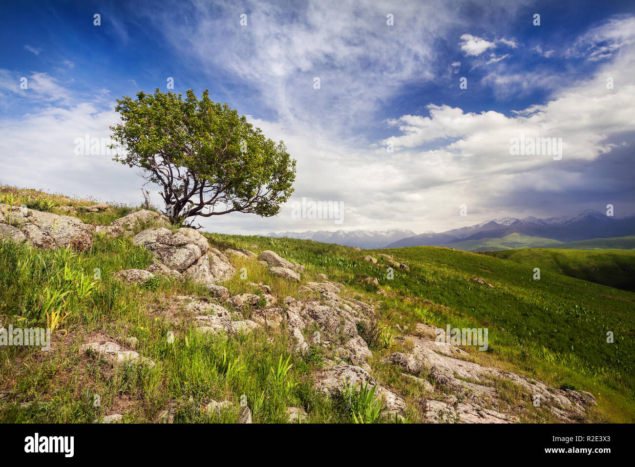 Einsamer Baum in den Bergen und auf dramatische Wolkenhimmel in der Nähe von Ushkonyr Chemolgan, Kasachstan und Zentralasien Stockfoto