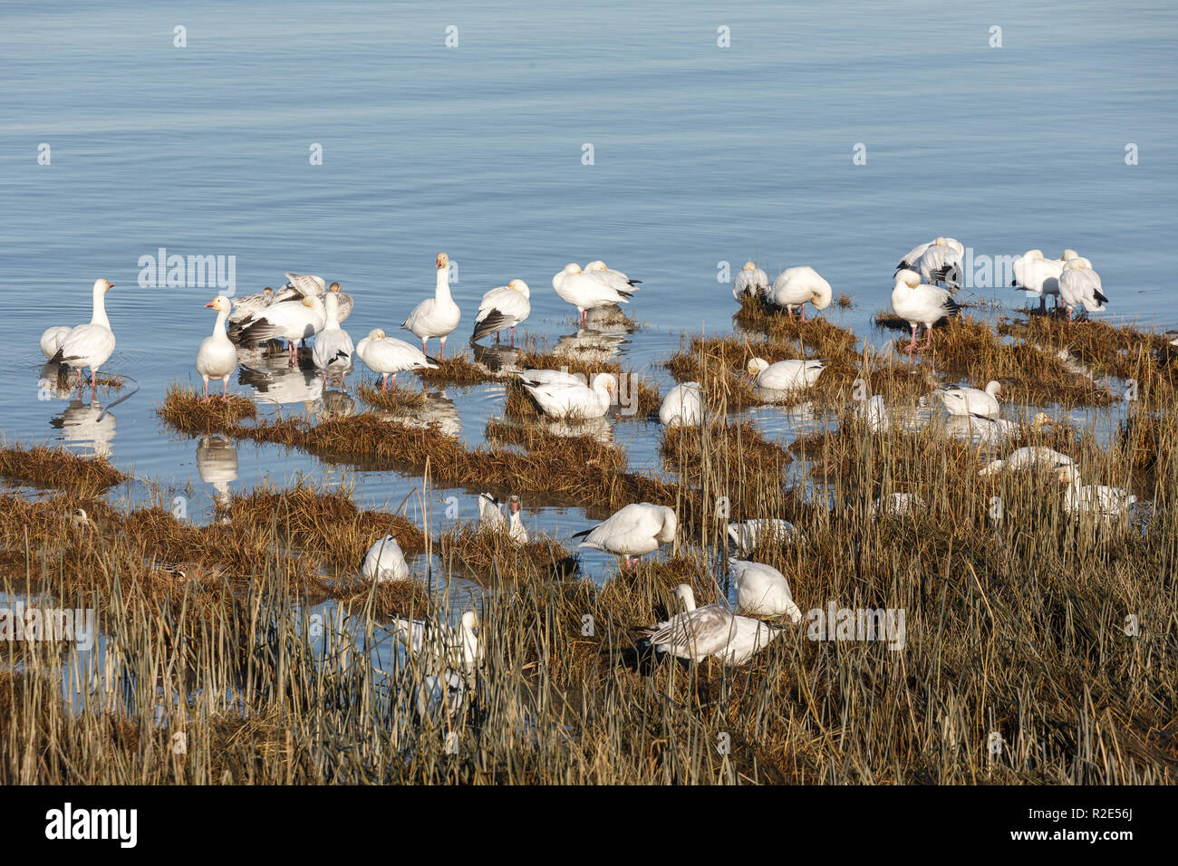 Herde von Migration Schnee Gänse in Vancouver BC Kanada Stockfoto