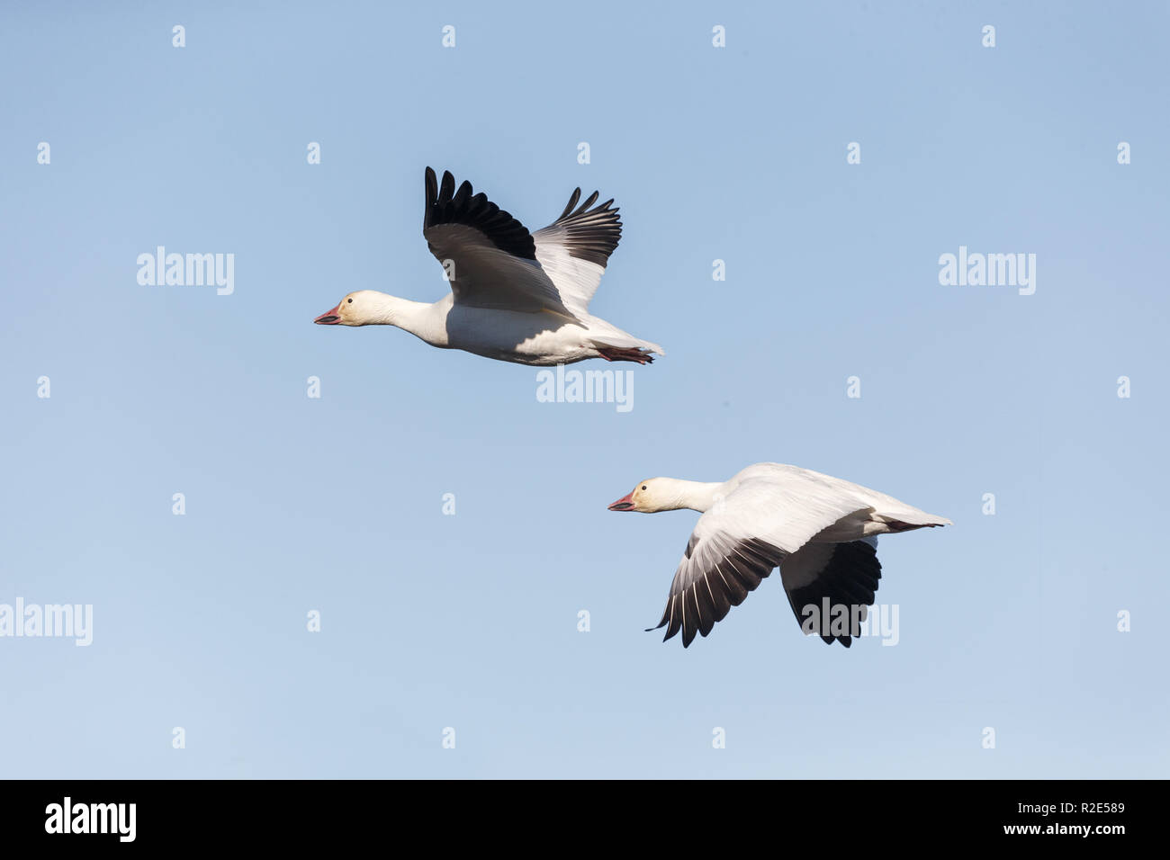 Herde von Migration Schnee Gänse in Vancouver BC Kanada Stockfoto