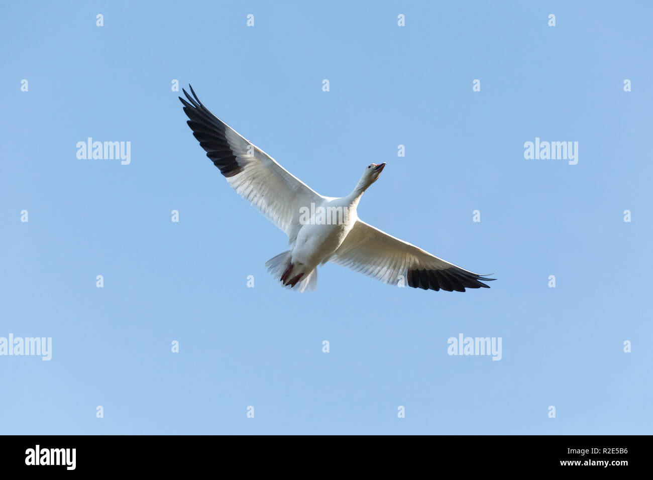 Migration von Schnee Gänse in Vancouver BC Kanada Stockfoto