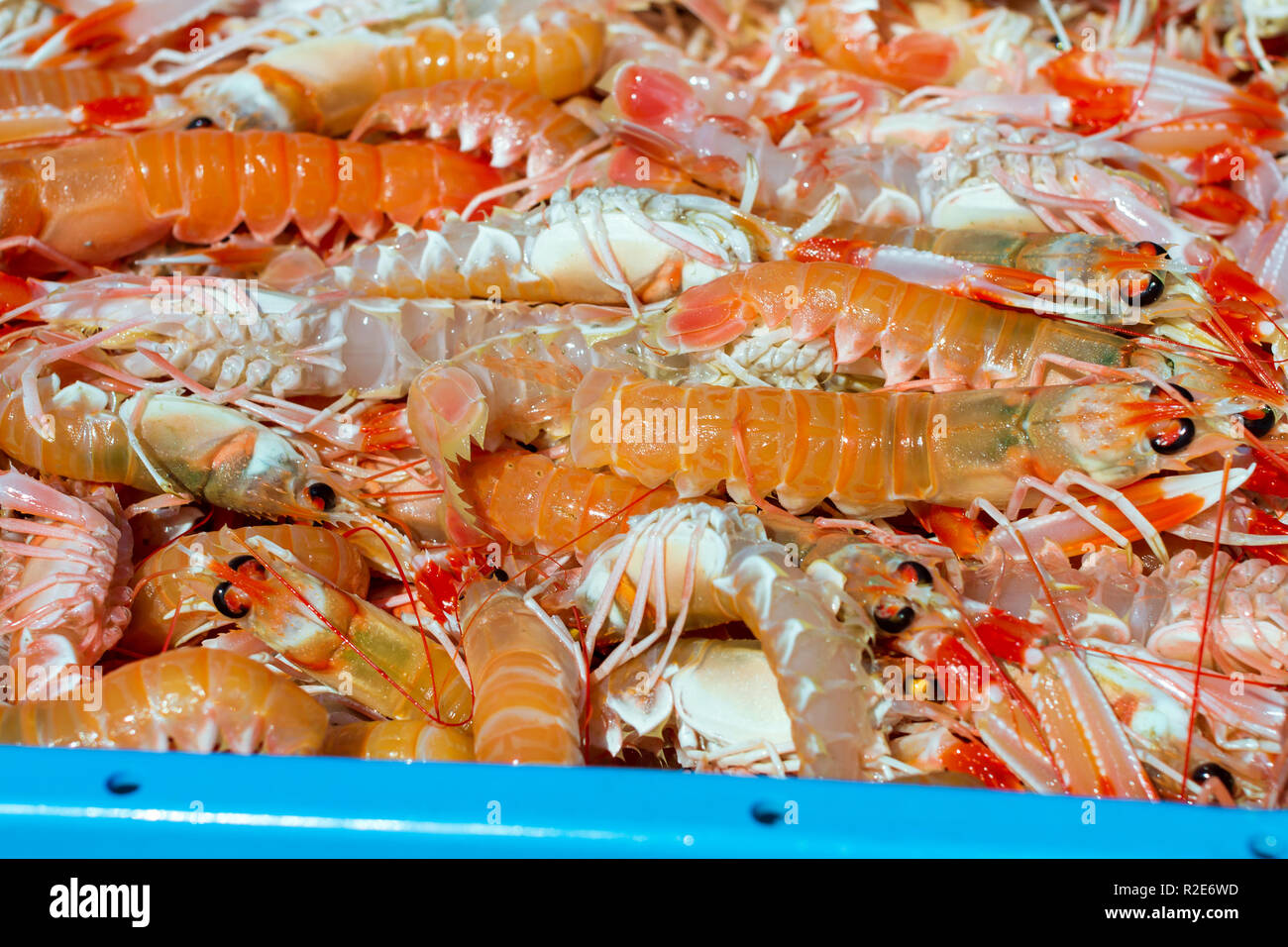 Blauer Kunststoffbehälter mit Fang von Garnelen, meer ozean Garnelen Köstlichkeiten. Auktion für Großhändler und Restaurants. Blanes, Spanien, Costa Brava. Industrielle Fang von frischen Meeresfrüchten Stockfoto