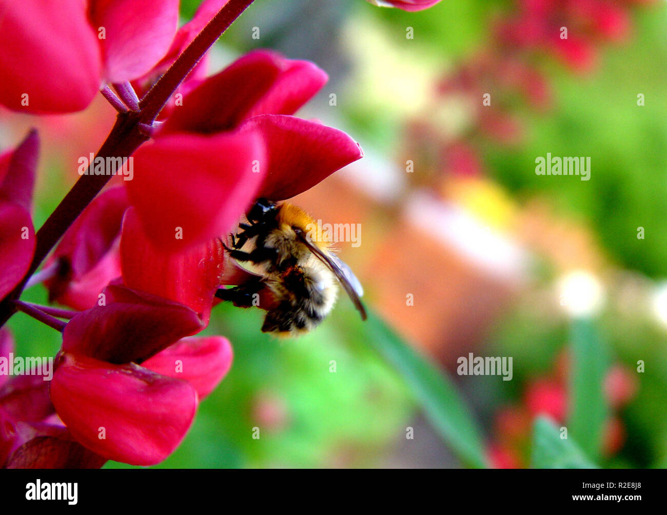 Insekten in den Garten [12] Stockfoto