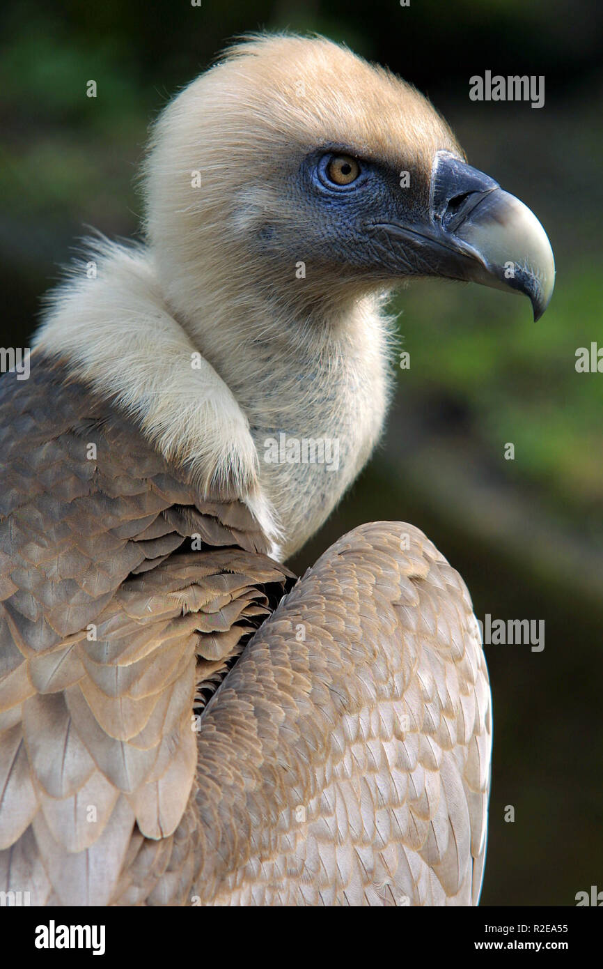 Geier Stockfoto