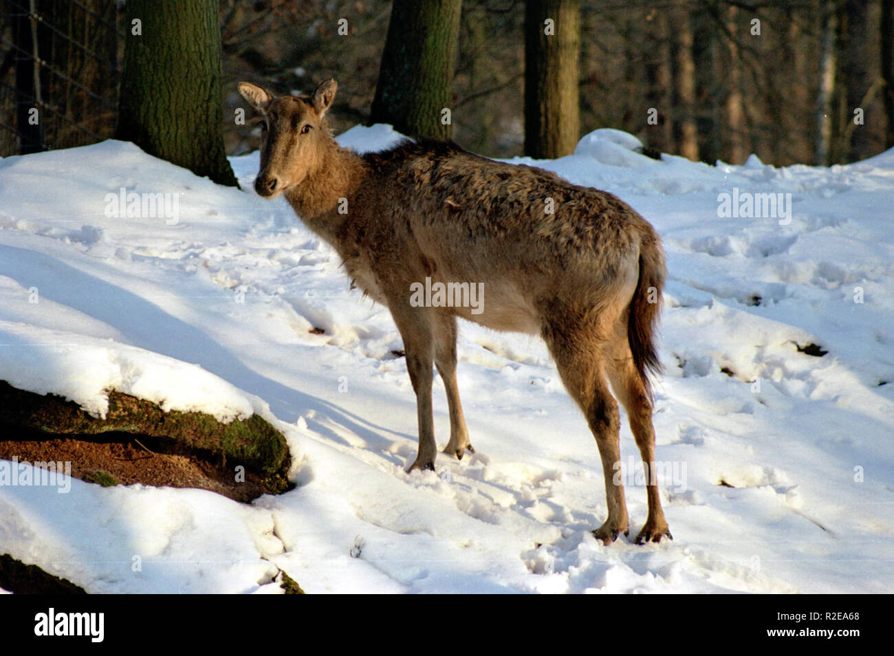 Vater David hart Milu Stockfoto