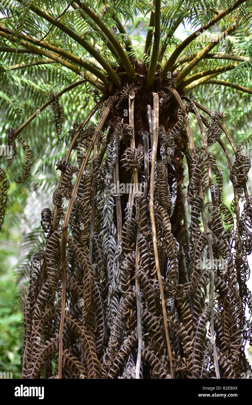 farn polystichum Kaufen Sie Weichnadelfarn - Polystichum setiferum main image 1