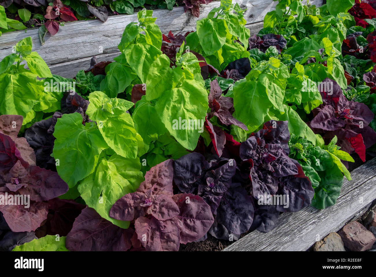 Grün und Rot, orach atripex Hortensis, eine Vielzahl von Saltbush im Zusammenhang mit Spinat einer kontrastierenden Farbe spritzen in den Gemüsegarten. Stockfoto