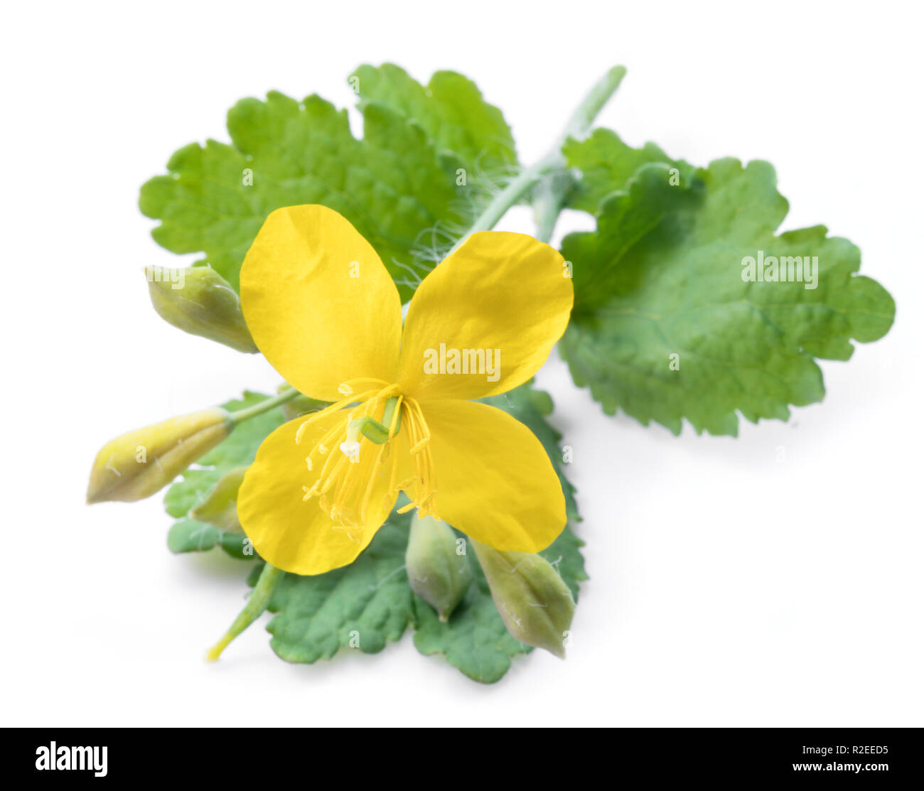 Schöllkraut. Gelbe Blüte mit grünen Blättern auf weißem Hintergrund. Stockfoto