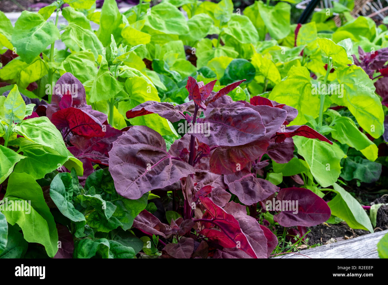 Grün und Rot, orach atripex Hortensis, eine Vielzahl von Saltbush im Zusammenhang mit Spinat einer kontrastierenden Farbe spritzen in den Gemüsegarten. Stockfoto