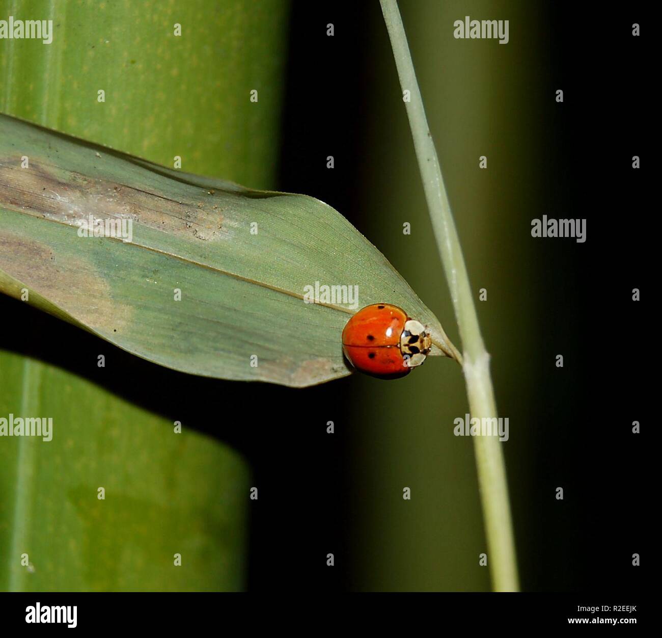 Bambus mit Kfer Stockfotografie - Alamy