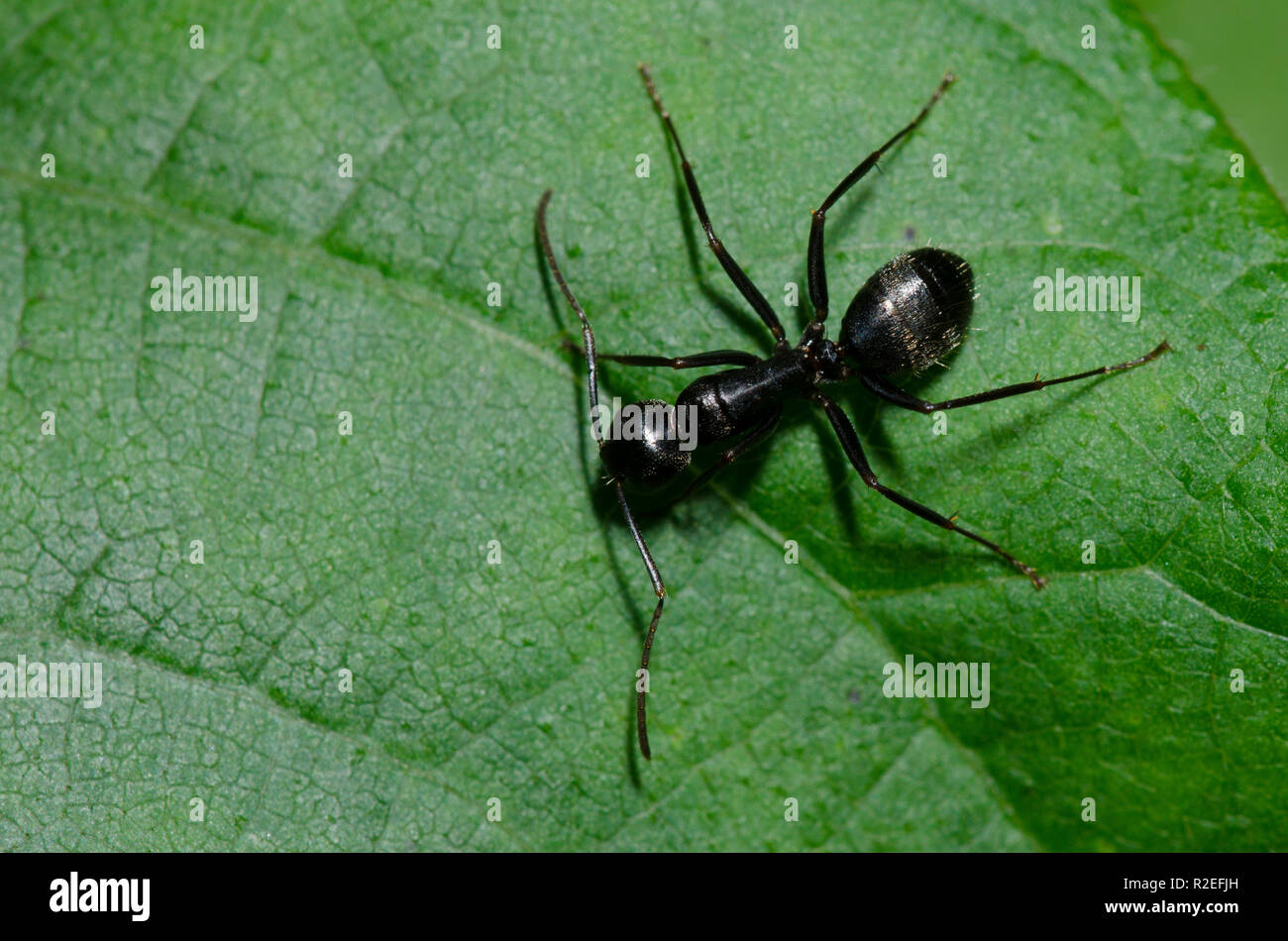 Östlichen schwarzen Carpenter Ant, Camponotus pennsylvanicus Stockfoto