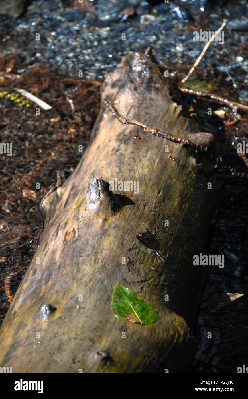 Ansicht eines Baumstamms aus Holz, das auf dem Boden liegt, vertikale Ansicht Stockfoto