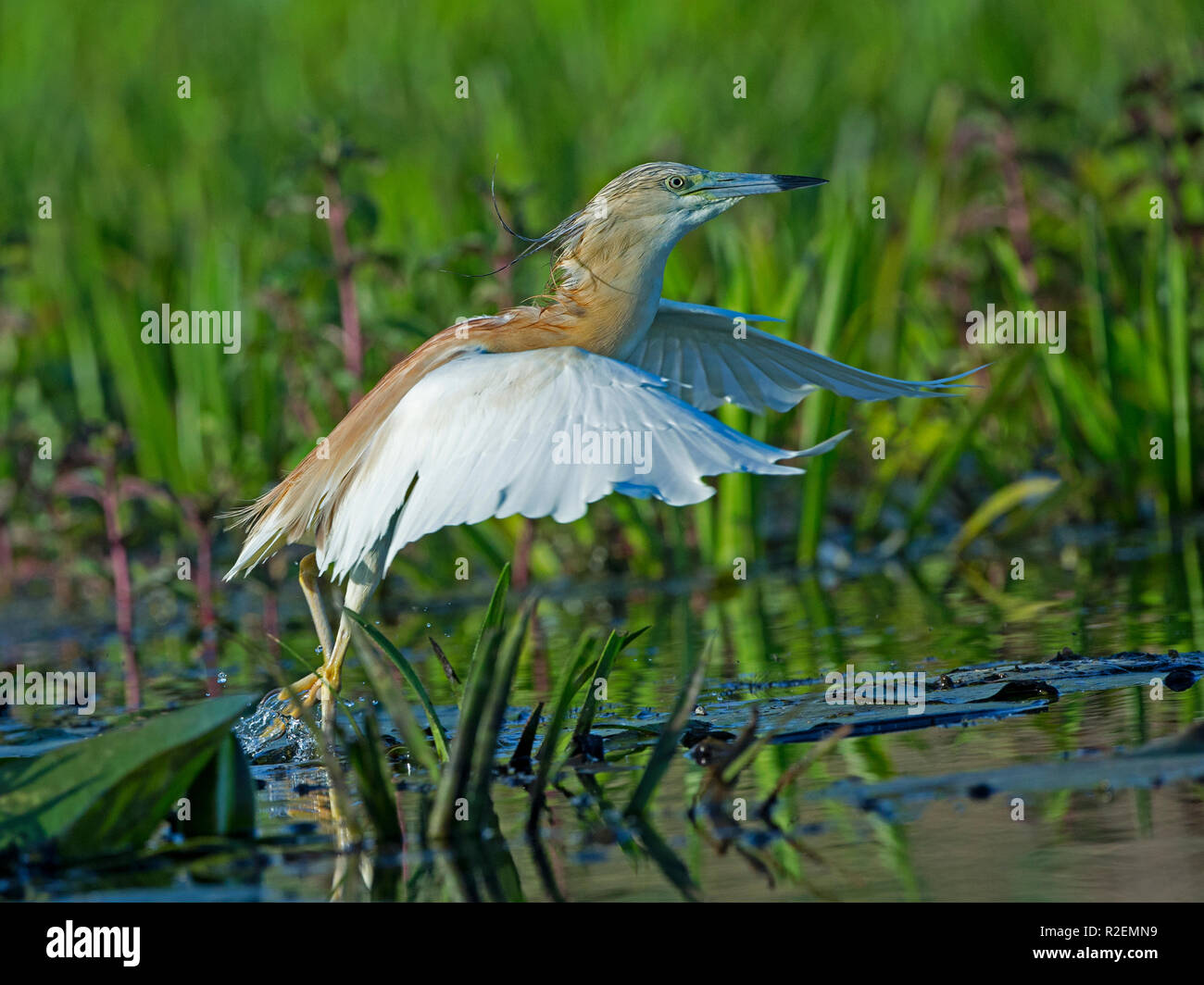 Squacco Heron abnehmen Stockfoto