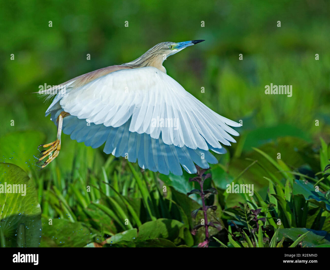 Squacco Heron abnehmen Stockfoto