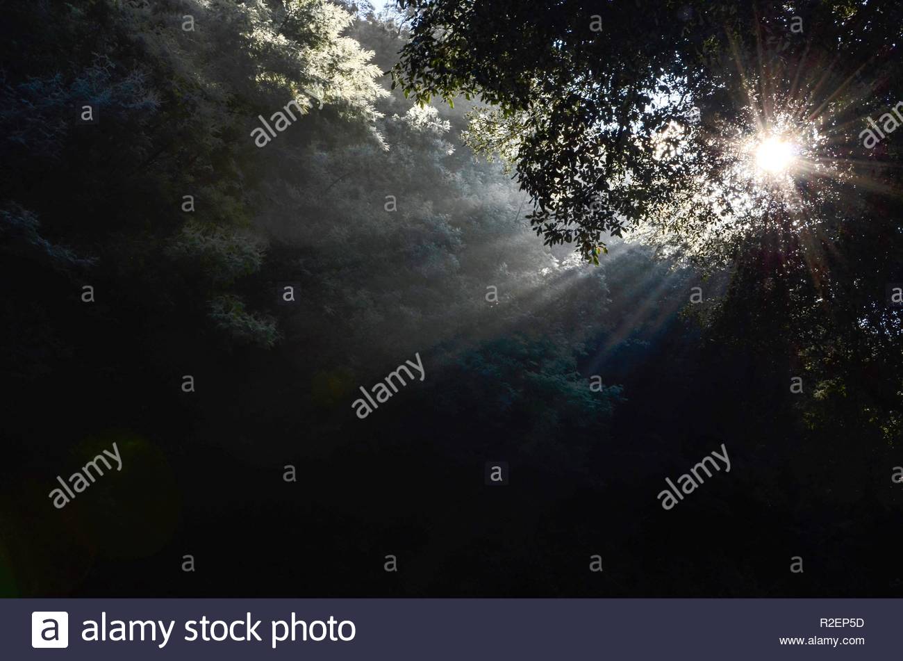 Sonnenlicht Strahlen Durch Den Wald Im Winter Hoffnung Trauer Natur Licht Baume Himmel Einsam Ende Ziel Dezember Wetter Kalte Jahreszeit Warme Stockfotografie Alamy