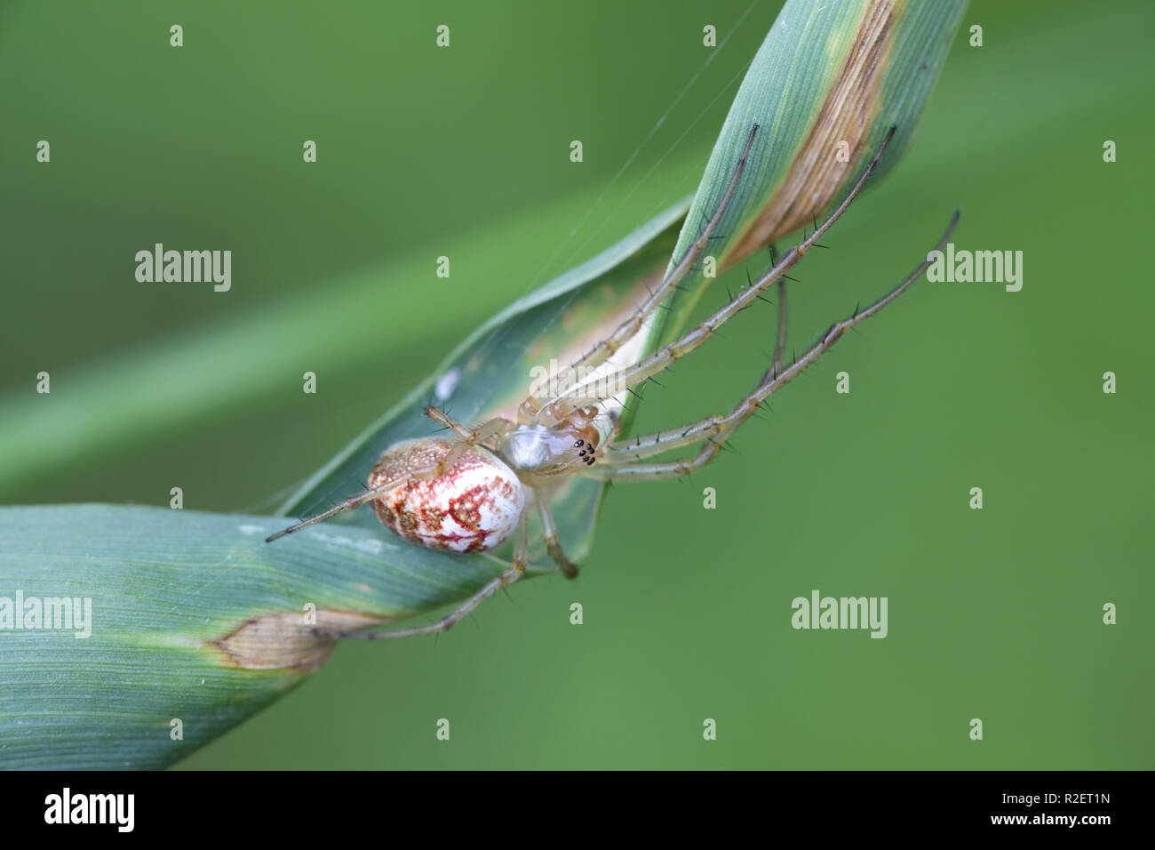 Orb-weben Spinne, Metellina mengei/segmentata Stockfoto