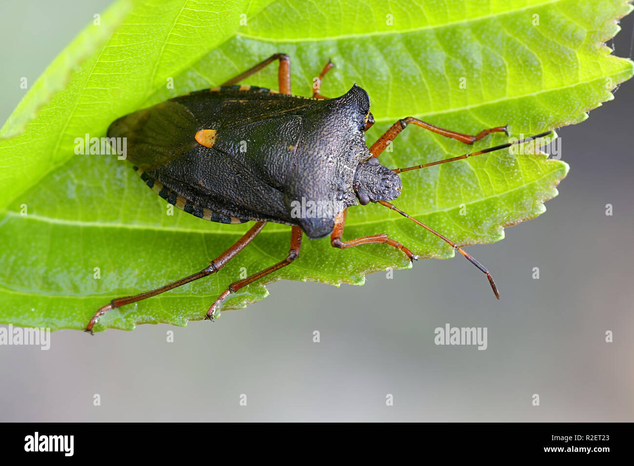 Wald Bug oder Red-legged shieldbug, Pentatoma rufipes Stockfoto