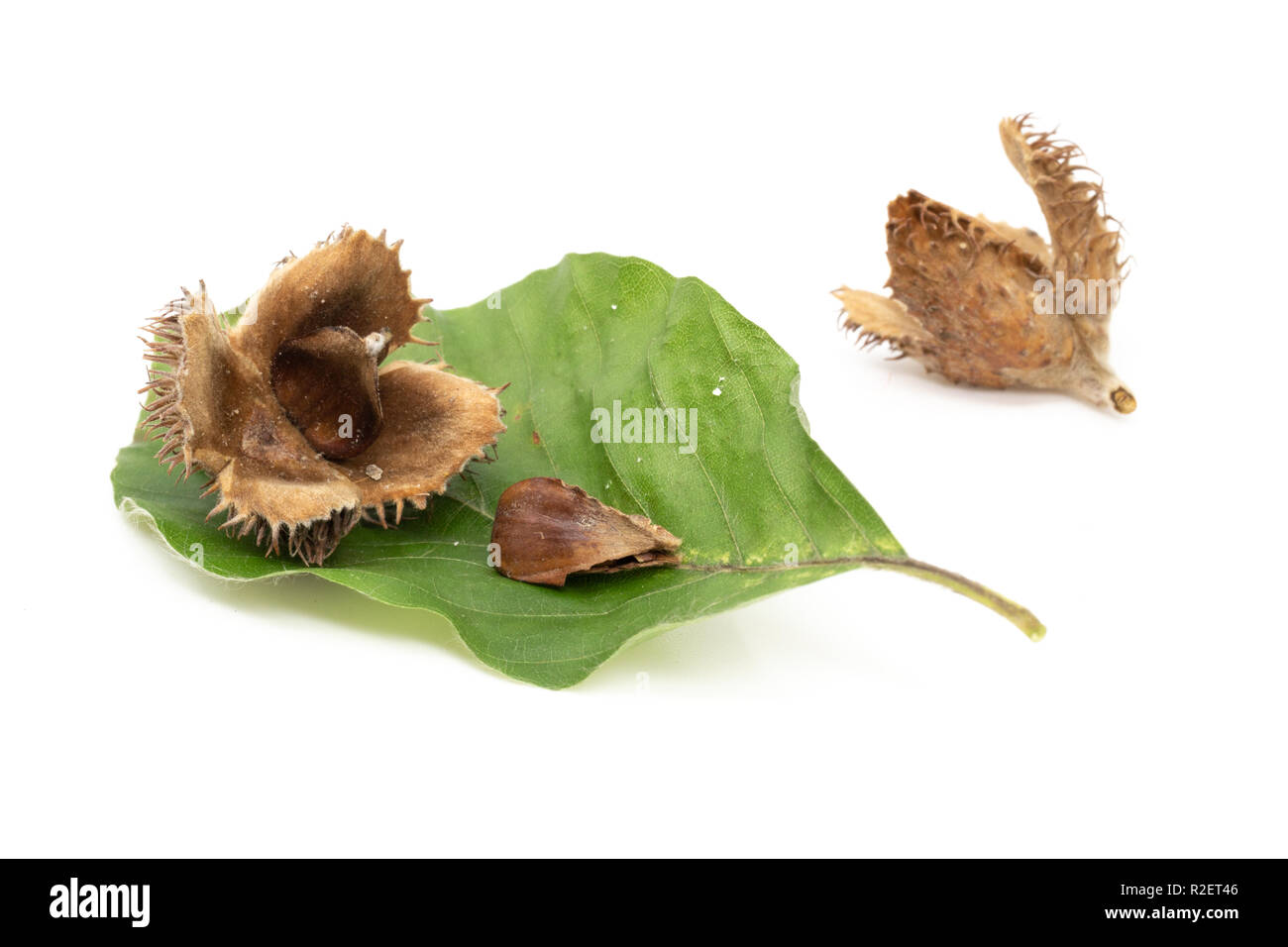 Die Buche (Fagus sylvatica) Masten und Muttern auf Blatt isoliert auf weißem Stockfoto