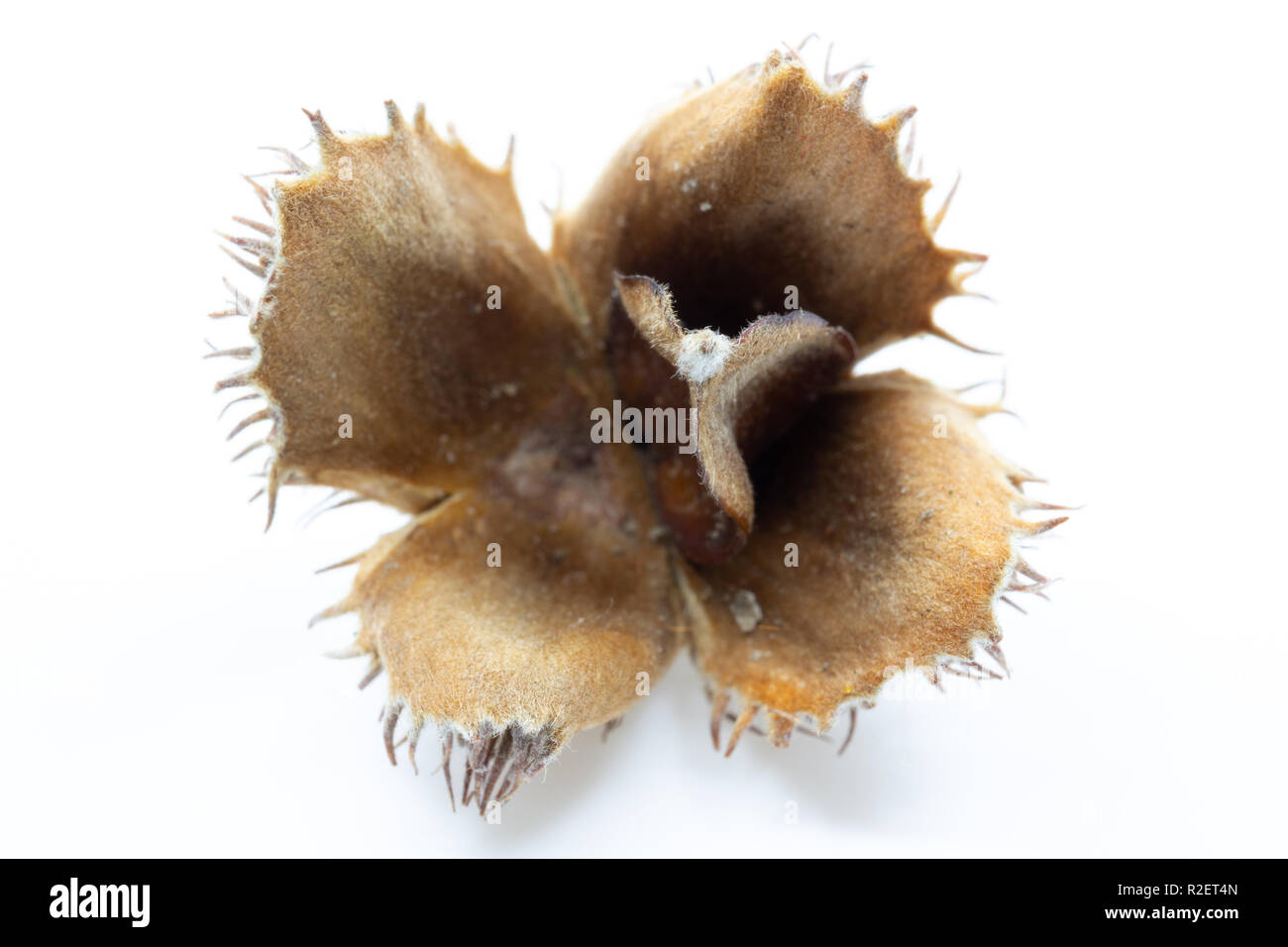 Die Buche (Fagus sylvatica) Masten und Muttern Makro Stockfoto