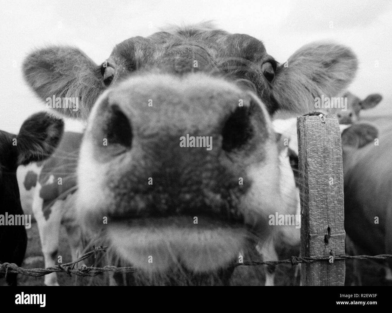 Der Kuh Mund 1. Stockfoto