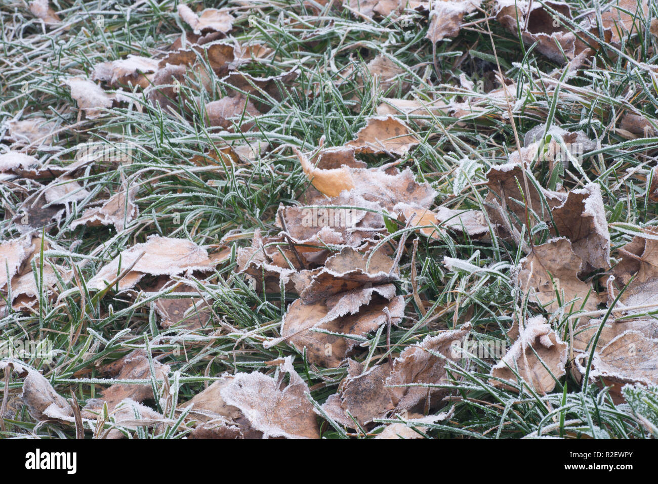 Getrocknete Blätter mit Raureif auf dem Boden Makro abgedeckt Stockfoto