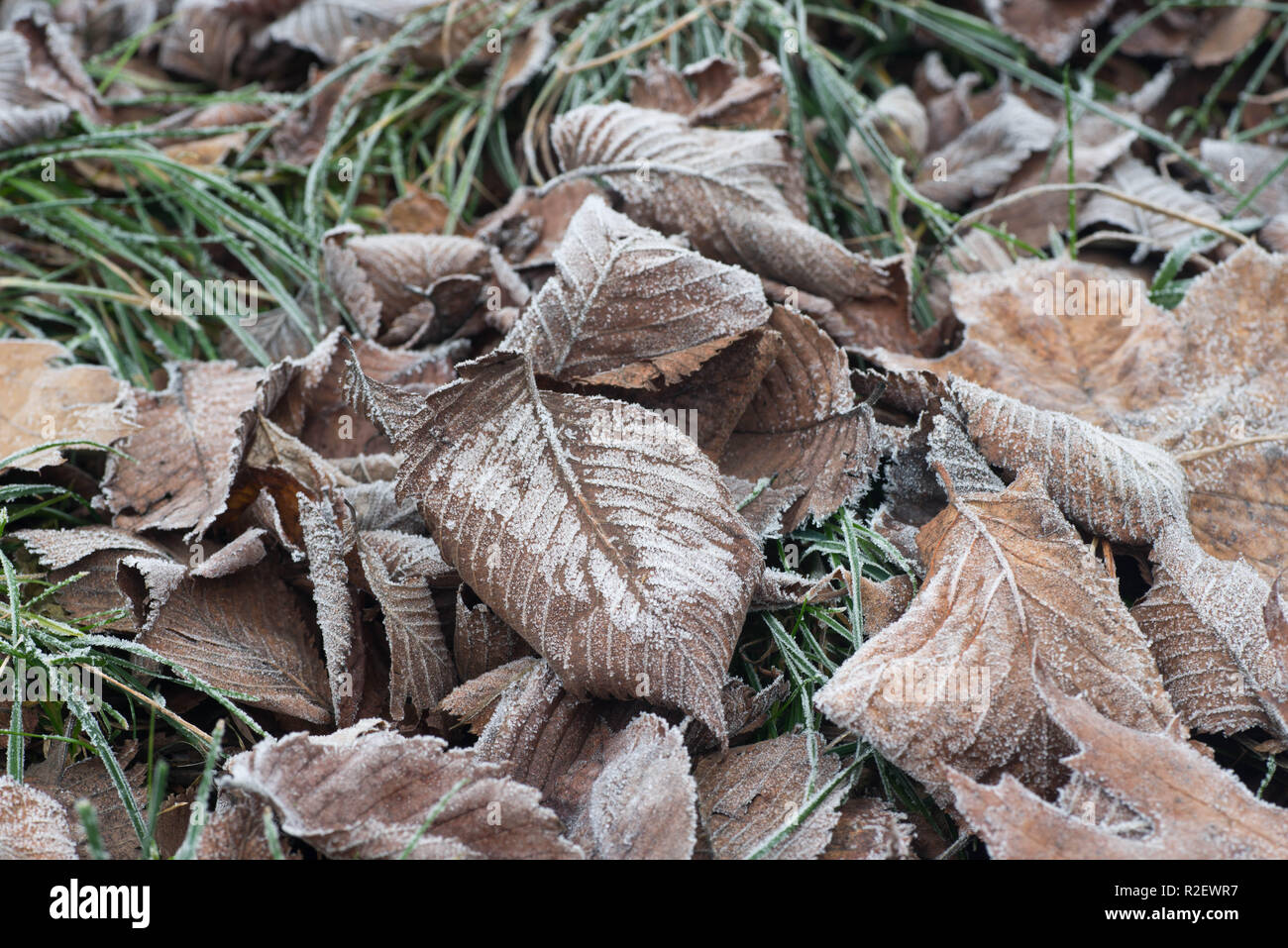 Getrocknete Blätter mit Raureif auf dem Boden Makro abgedeckt Stockfoto