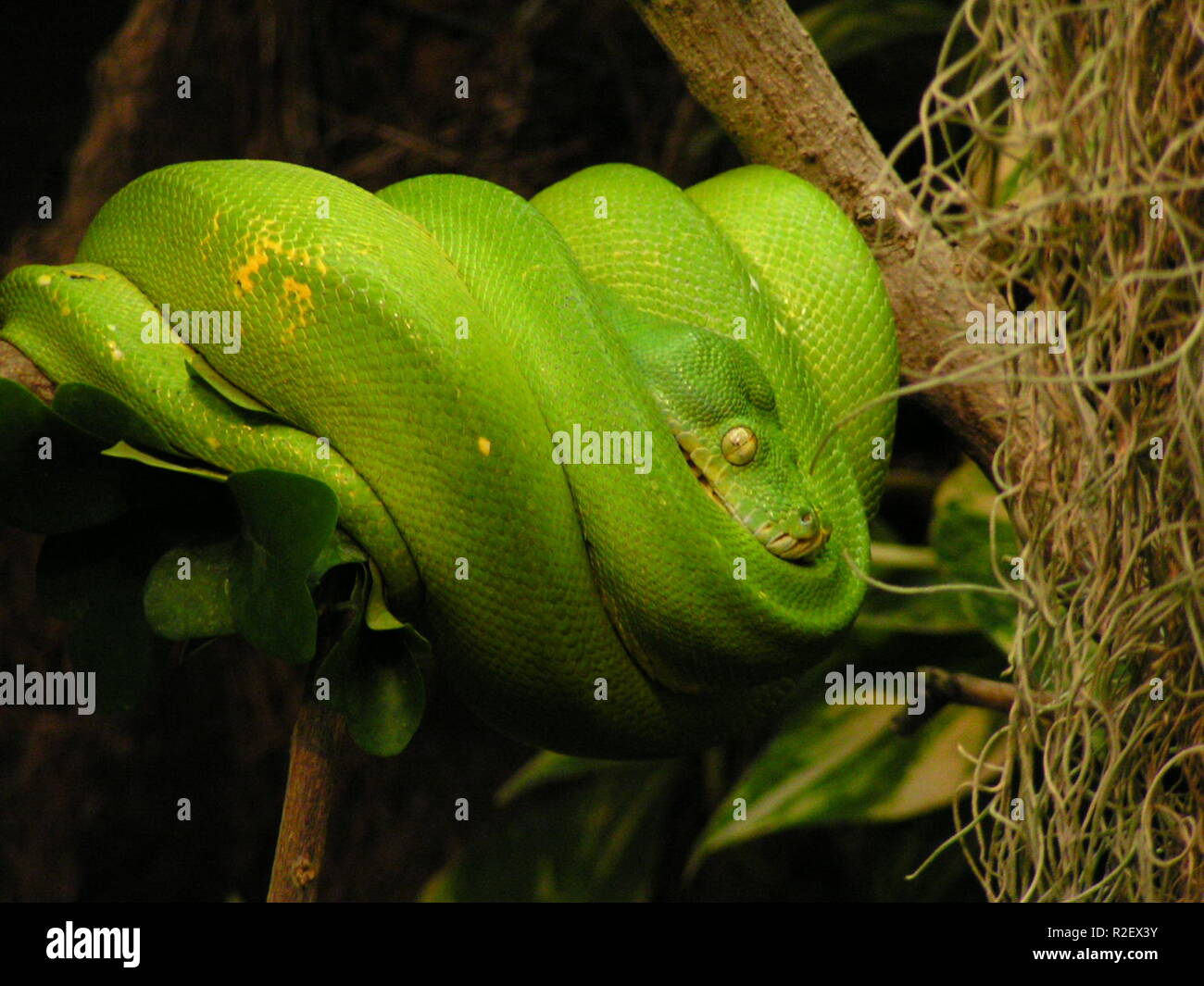 grüne mamba Stockfoto