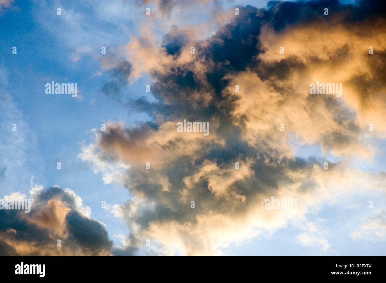 Schelp Stockfoto